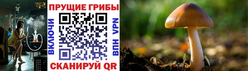 дарнет шоп  Пошехонье  Галлюциногенные грибы прущие грибы 